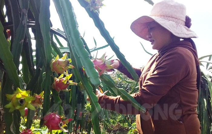 Kinh Mon has two more Vietnam Gold Farming Brand products